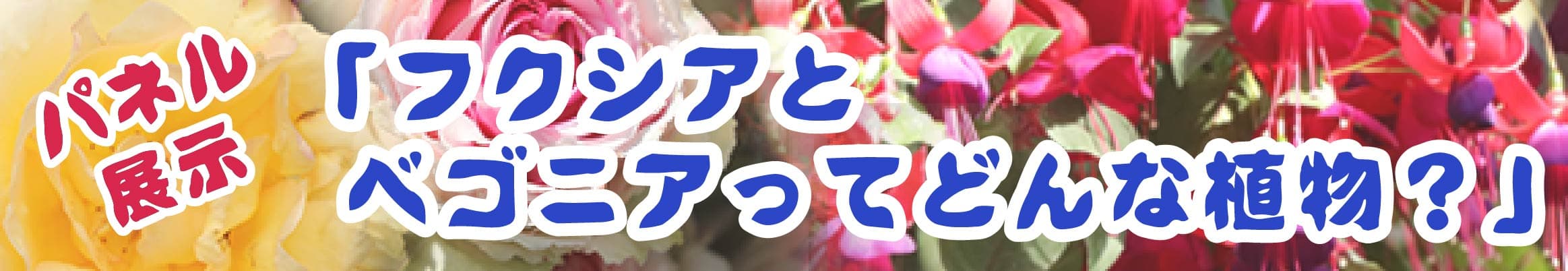 Animal kingdom banner