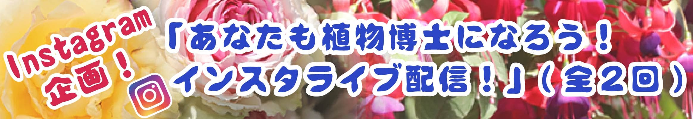 Animal kingdom banner