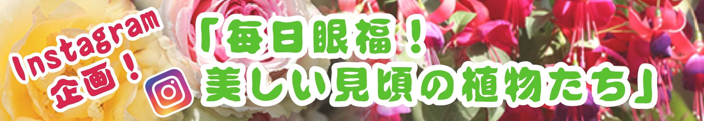 Animal kingdom banner