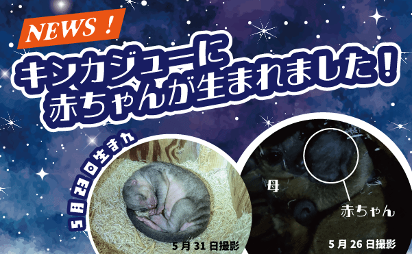 Animal kingdom banner