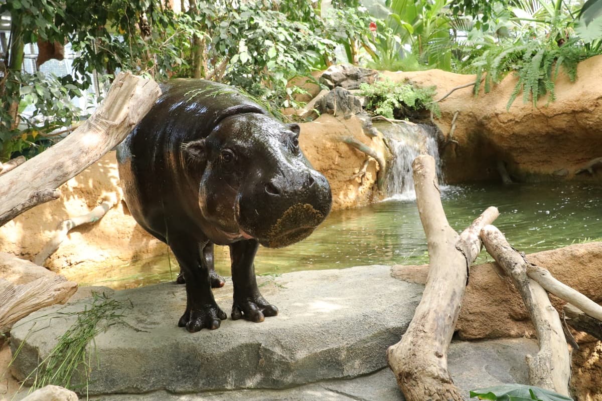 Animal kingdom banner