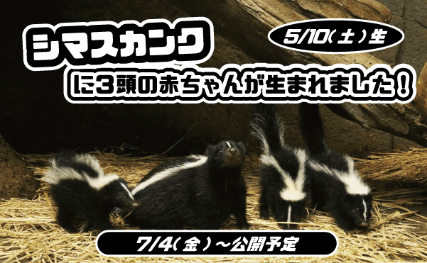 Animal kingdom banner