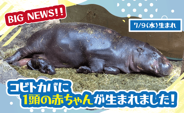 Animal kingdom banner