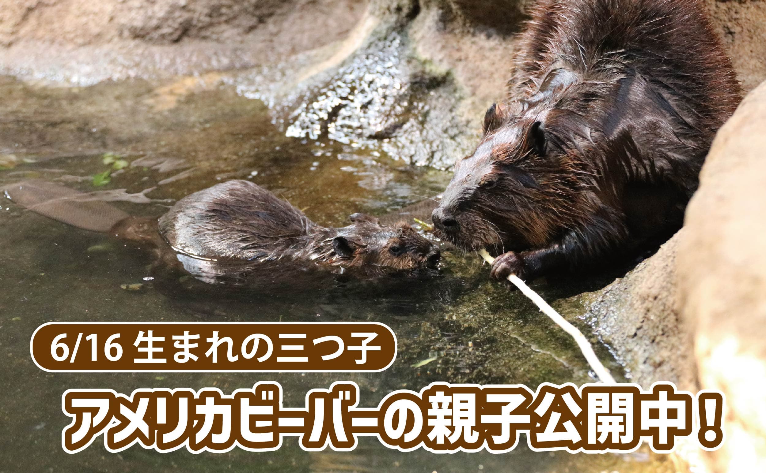 Animal kingdom banner