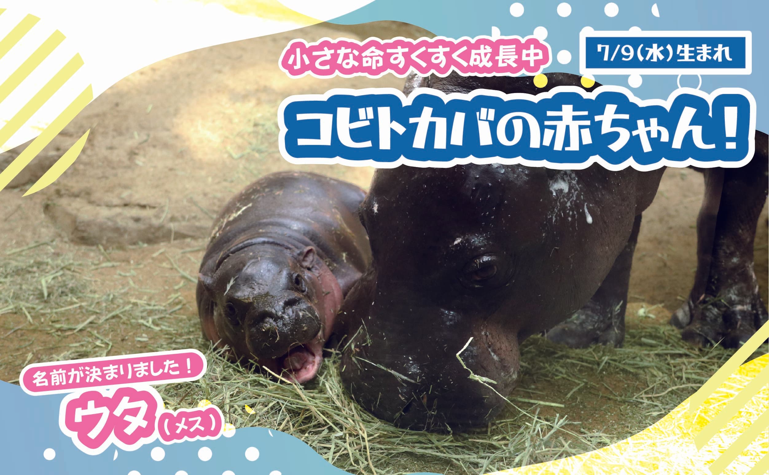 Animal kingdom banner