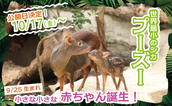 Animal kingdom banner