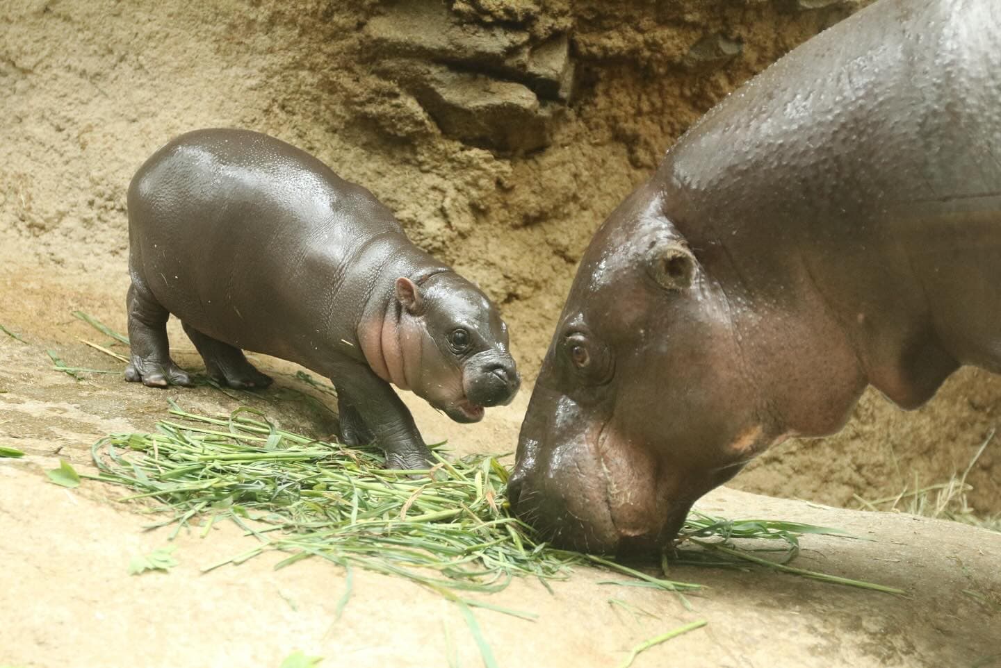 Animal kingdom banner