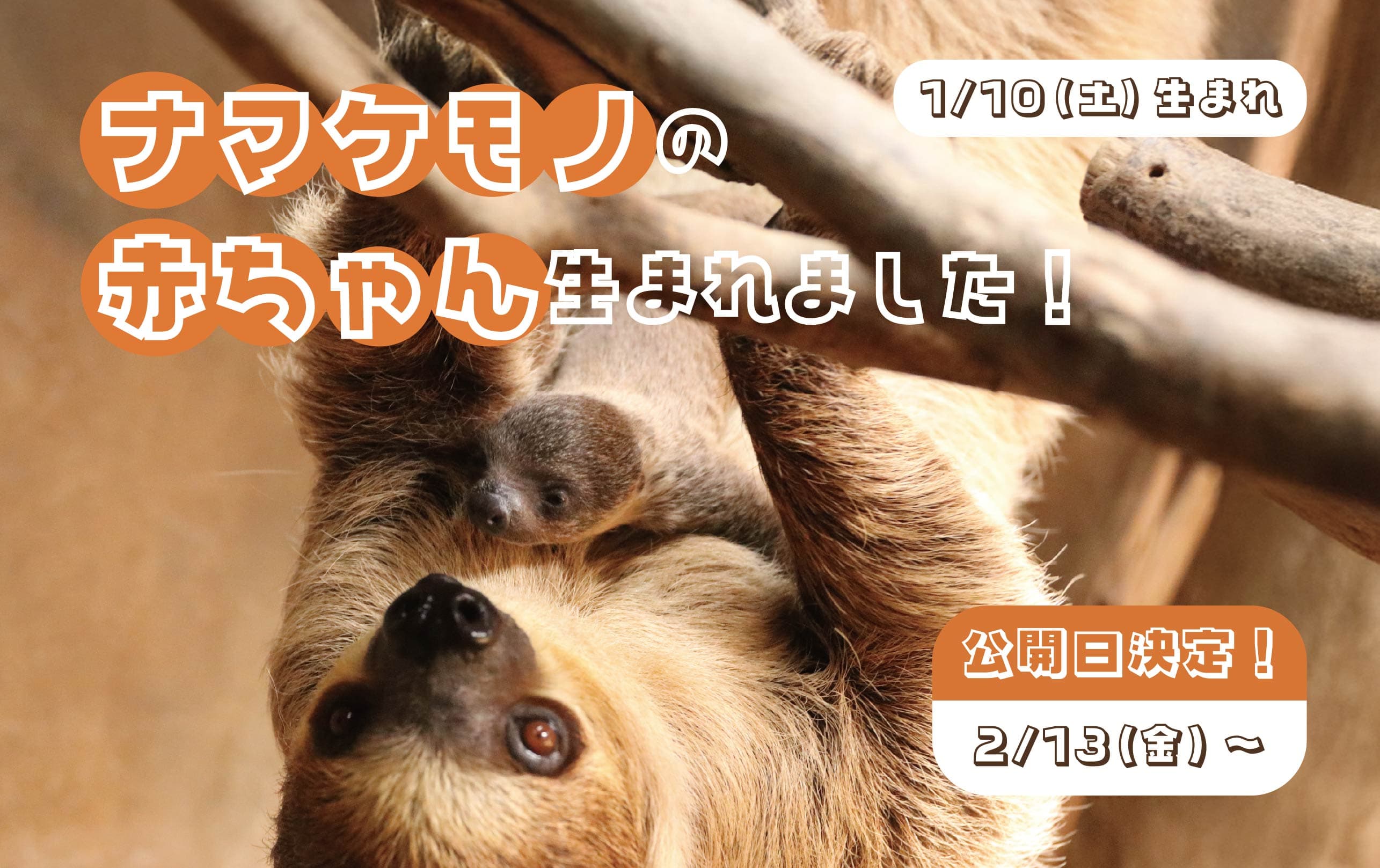 Animal kingdom banner