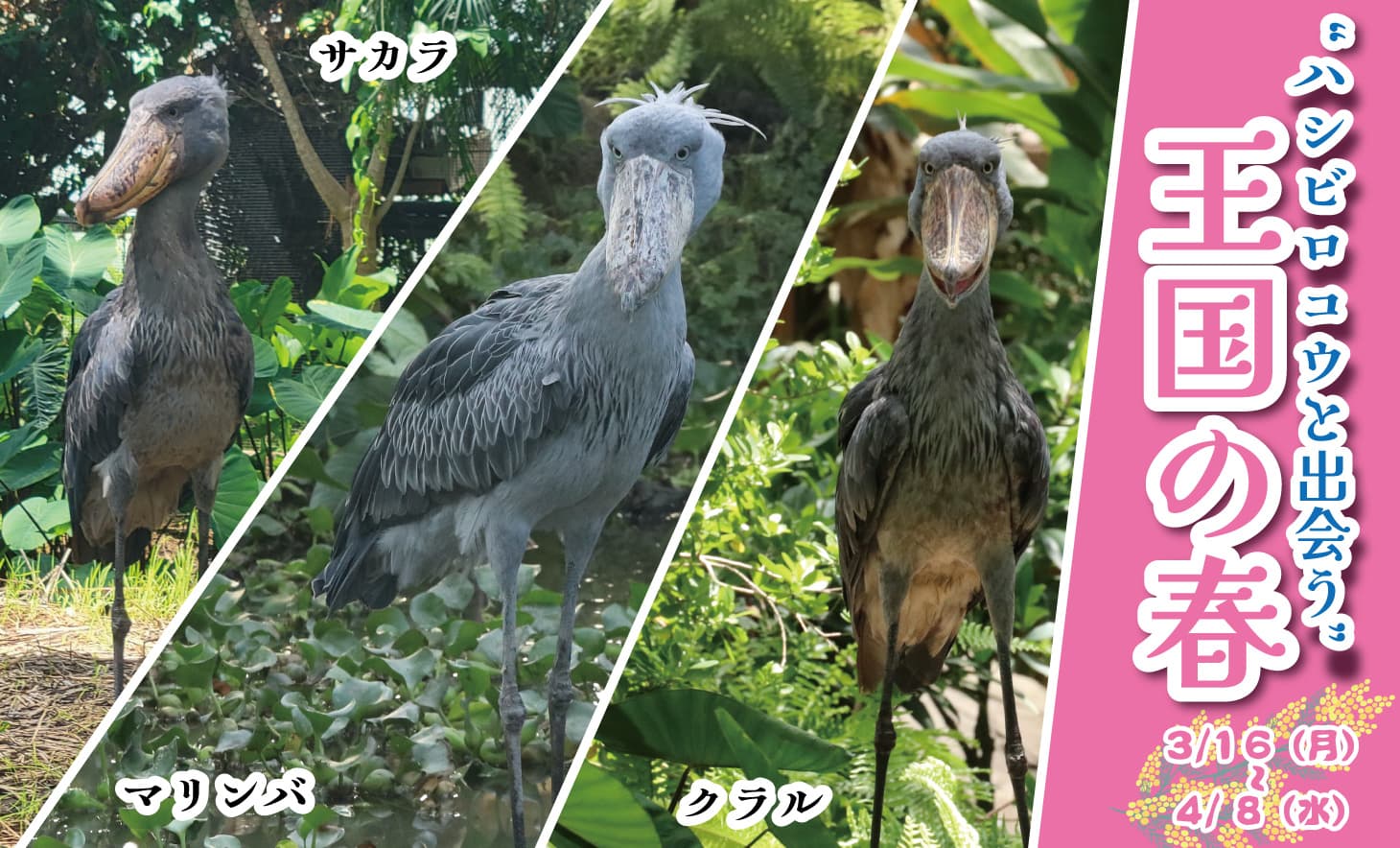 Animal kingdom banner