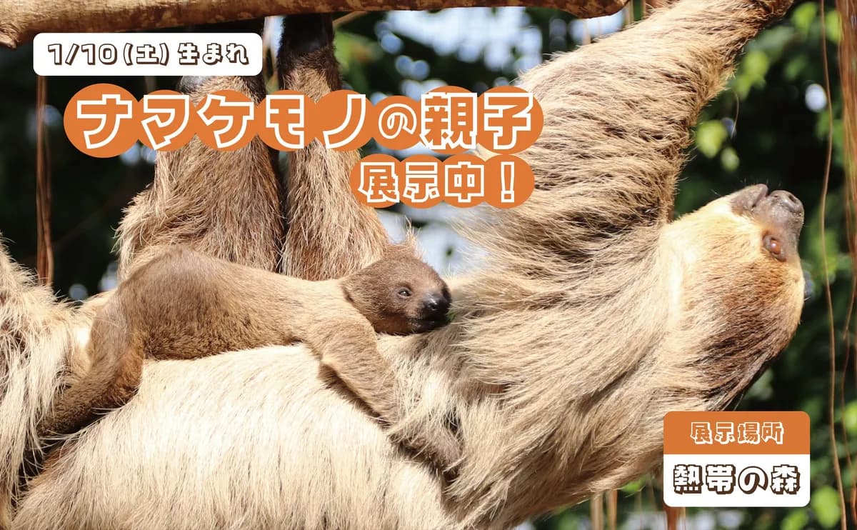 1/10(土)にフタユビナマケモノの赤ちゃんが1頭生まれました!