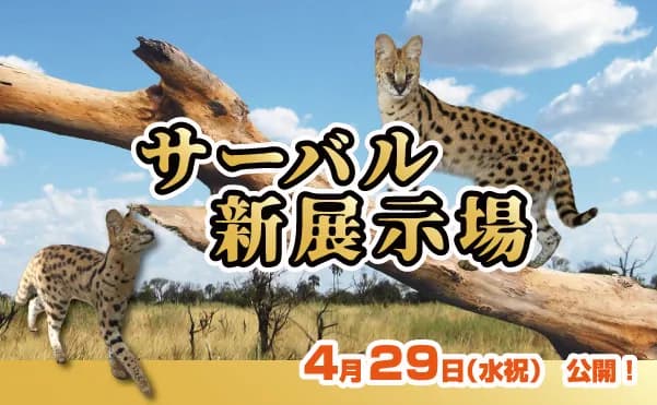 4/29(水祝)~ サーバル新展示場公開!