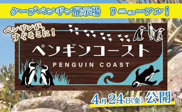 4/24(金)~ケープペンギン展示場がリニューアルオープン!