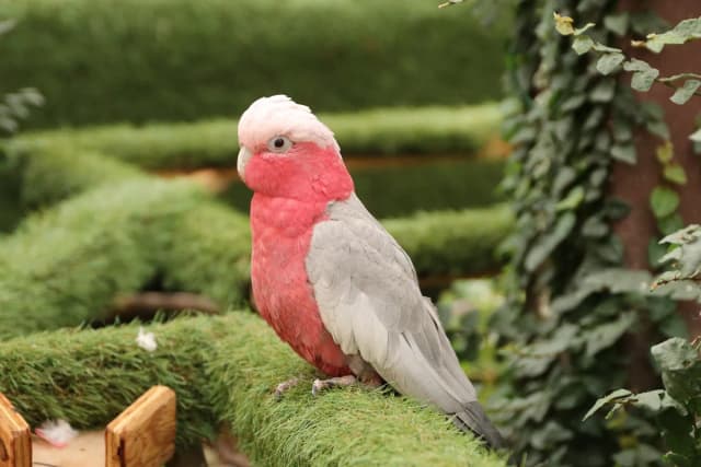 Galah