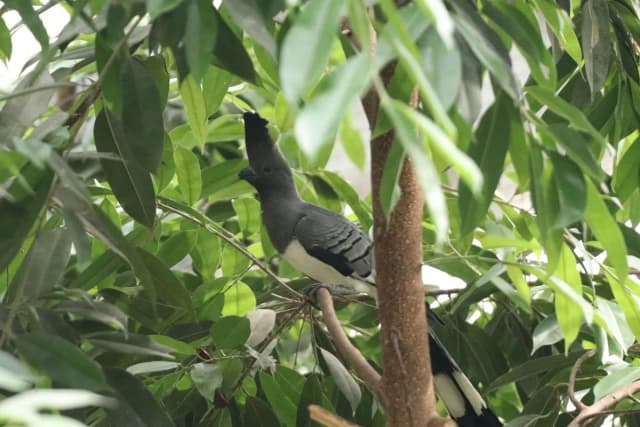 White-bellied Go-away-bird
