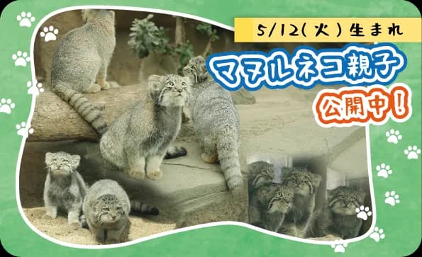 【9/1~公開時間が変更になります】マヌルネコの赤ちゃんすくすく成長中!(8/31更新)