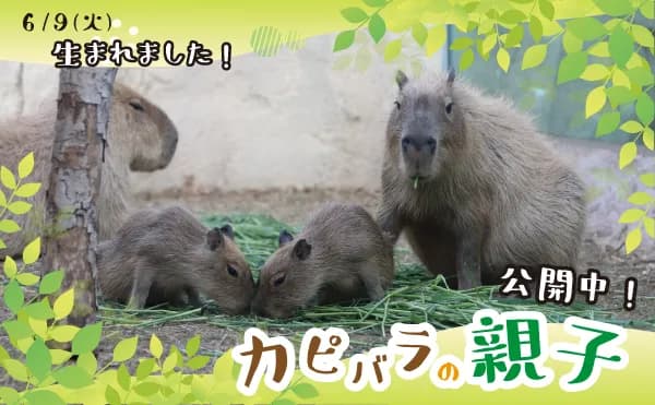 6/9(火)にカピバラの赤ちゃんが生まれました!(8/31更新)
