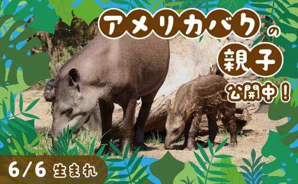 6/6(土)アメリカバクの赤ちゃんが生まれました!