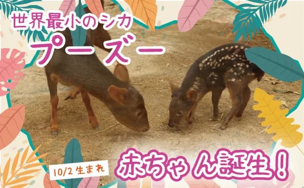 【10/30~公開!】プーズーに赤ちゃんが1頭生まれました!