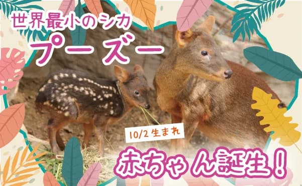 【10/30~公開!】プーズーに赤ちゃんが1頭生まれました!