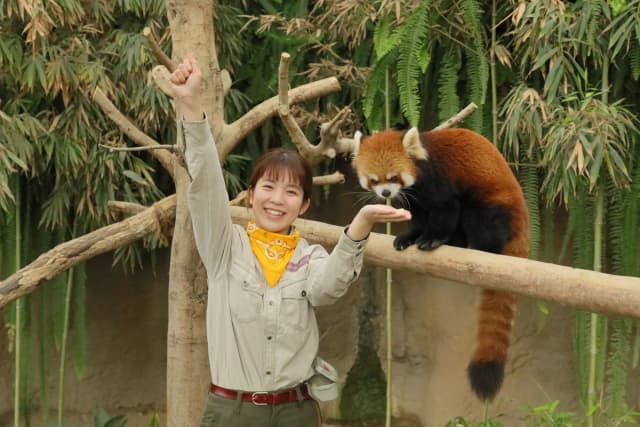 Red Panda Talk (Suspended)