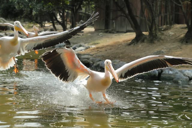 Pelican Flight