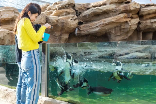 Penguin Snack