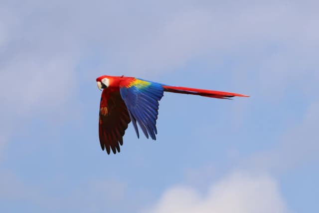 Scarlet Macaw