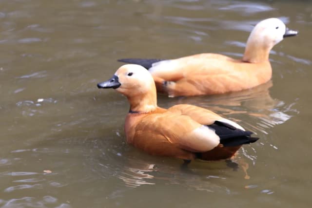 Ruddy Shelduck