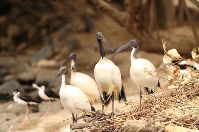 African Sacred Ibis