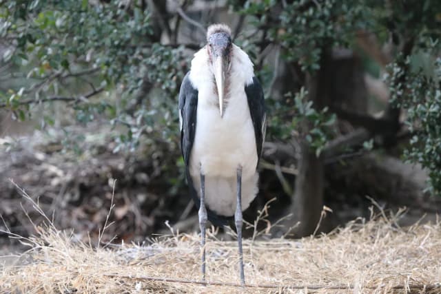 Marabou stork