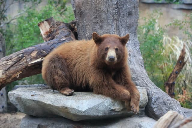 American Black Bear
