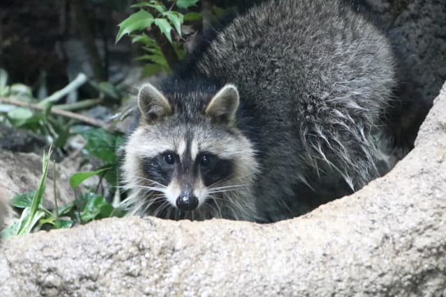 Northern Raccoon