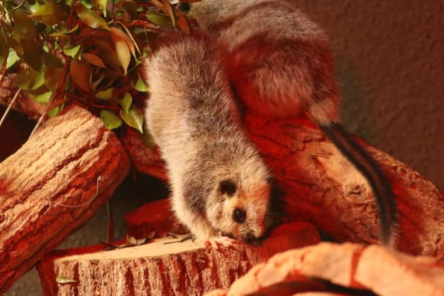 Northern Luzon Giant Cloud Rat