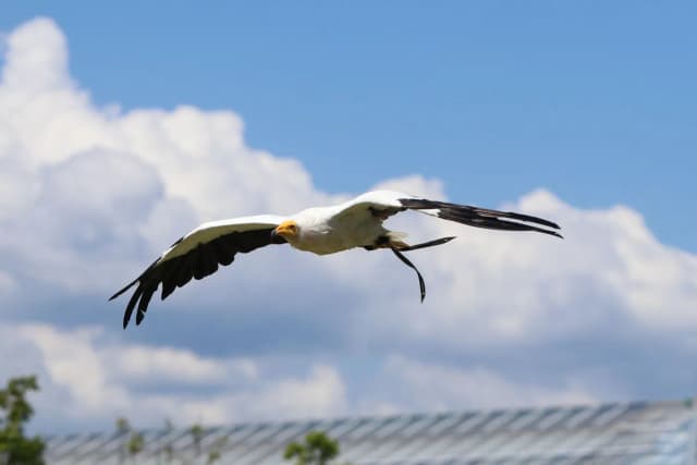Egyptian Vulture