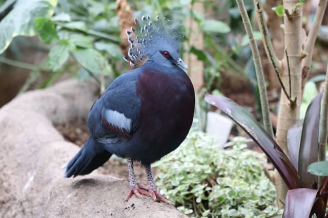 Victoria crowned pigeon