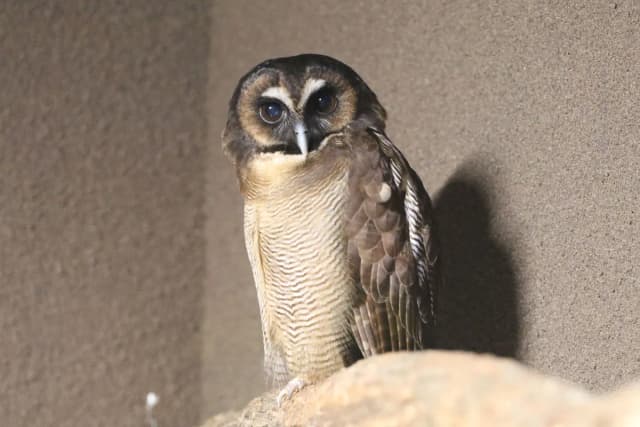 Brown Wood Owl