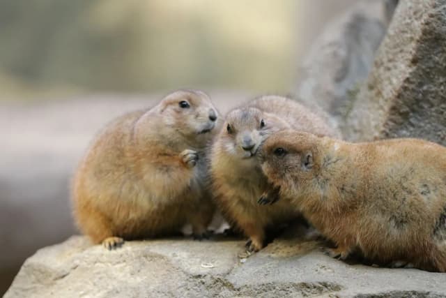 Black-tailed Prairie dog