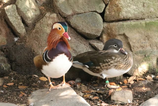 Mandarin Duck