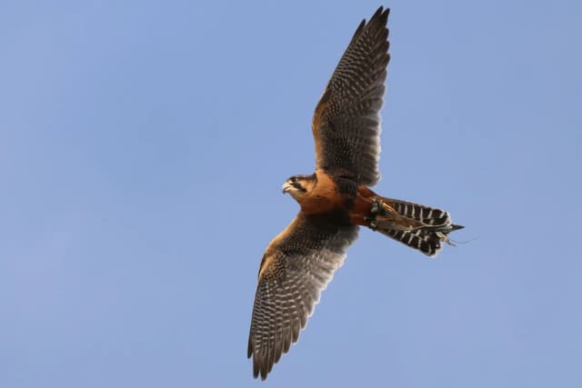 Aplomado Falcon