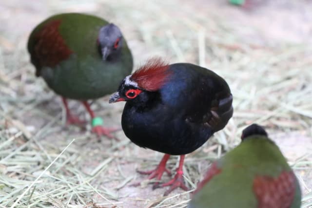 Crested Partridge