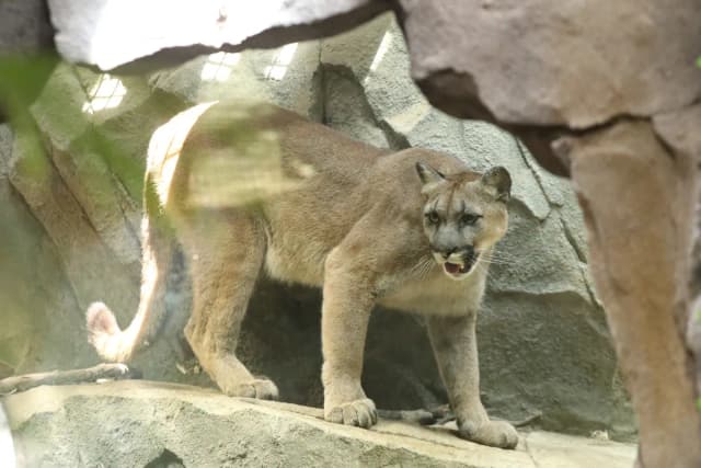 Cougar(Puma)
