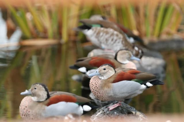 Ringed Teal
