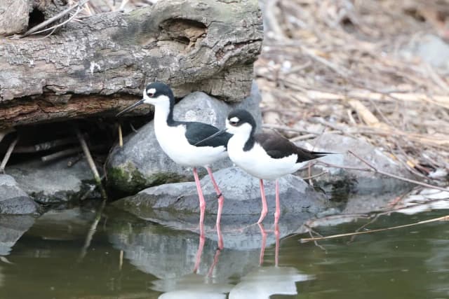 Black-necked Stilt