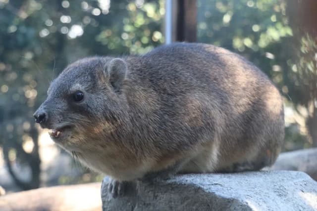 Rock hyrax