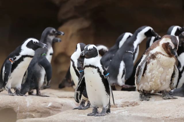 African Penguin