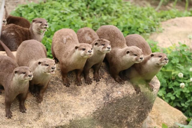 Oriental Small-clawed Otter
