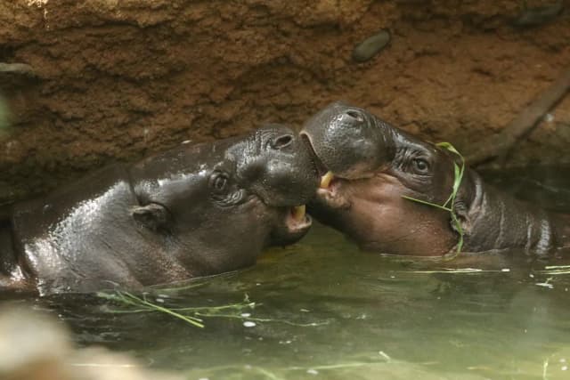 Pygmy Hippopotamus