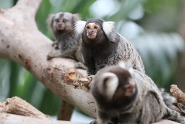 Common Marmoset