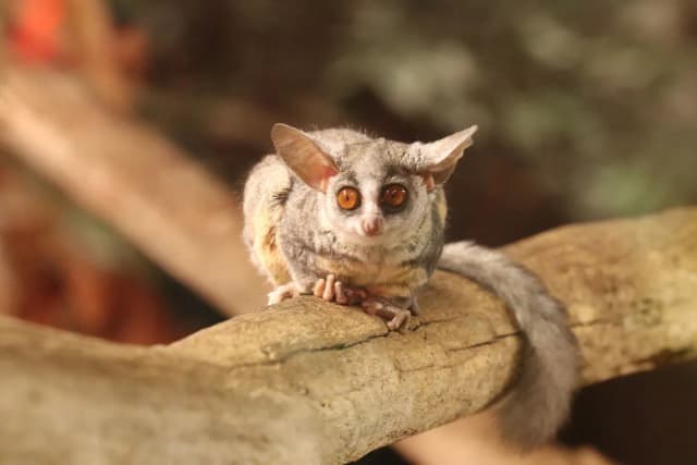 Senegal Bushbaby