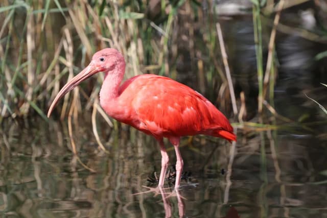 Scarlet Ibis